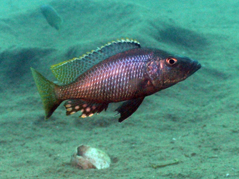 Stigmatochromis melanchros 'Mazinzi Reef'